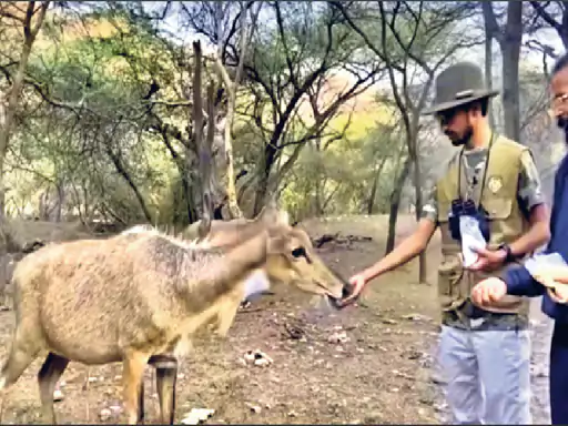 जयपुर के झालाना में नीलगाय को खाना खिलाया:रंगीला ने पीएम की सफारी जैसा वीडियो बनाते हुए नियम तोड़े… नोटिस मिलेगा